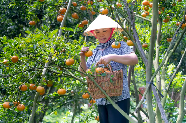 Fruit Picking Jobs in Australia